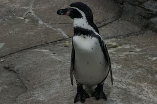 Spheniscus humboldti - Humboldtpinguin (Humboldt-Pinguin)